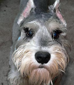 Archie the Schnauzer