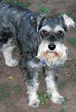 Chaz the Schnauzer