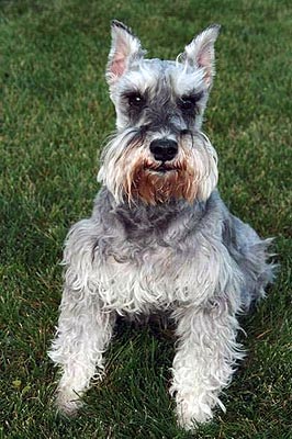 Fritz the Schnauzer