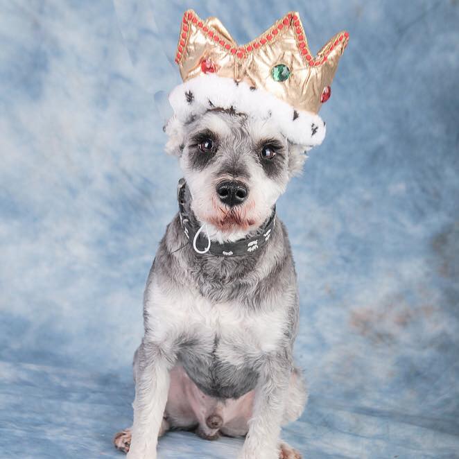 Kit (King of Schnauzers!)