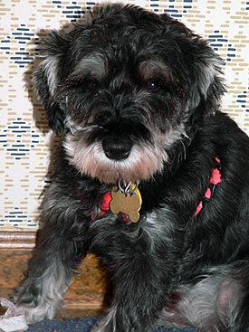 Mandy the Schnauzer