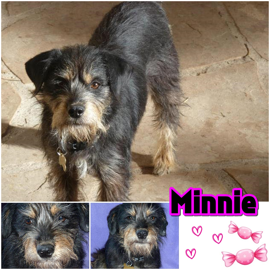 Adopt Minnie (Schnauzer)