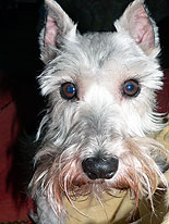 Miracle the Schnauzer