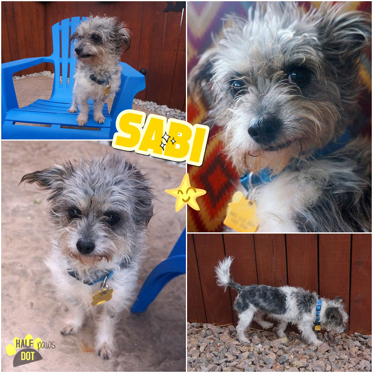 Adopt Sabi (Terrier Mix)