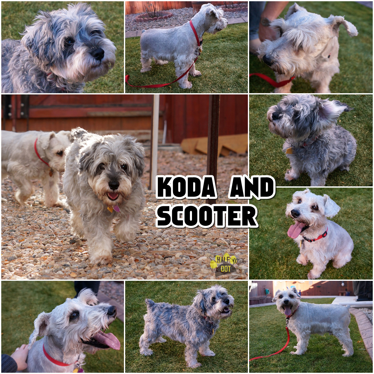 Rescue Koda and Scooter (Schnauzers)