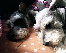 Sleepy Mini Schnauzers