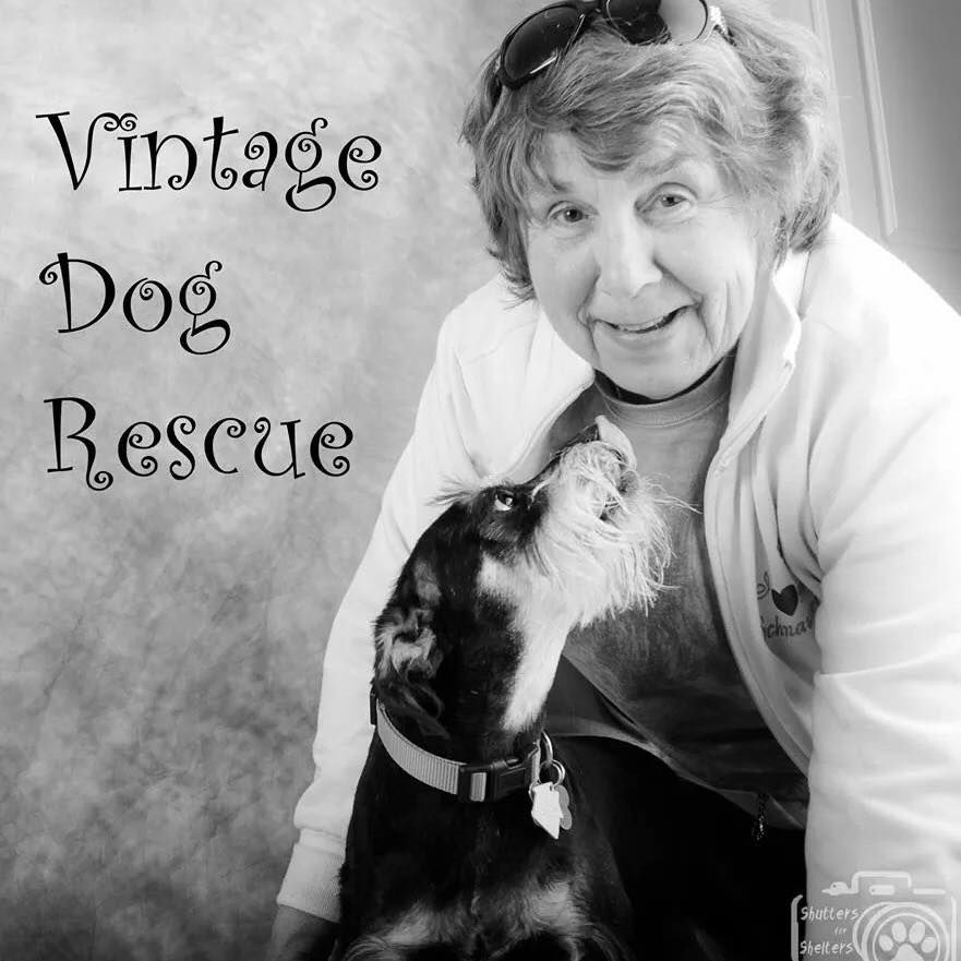 Susan Lummanick - Vintage Dog Rescue
