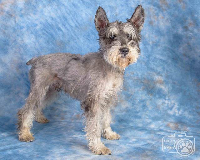 Adopt Willy (Schnauzer / Cairn Mix)