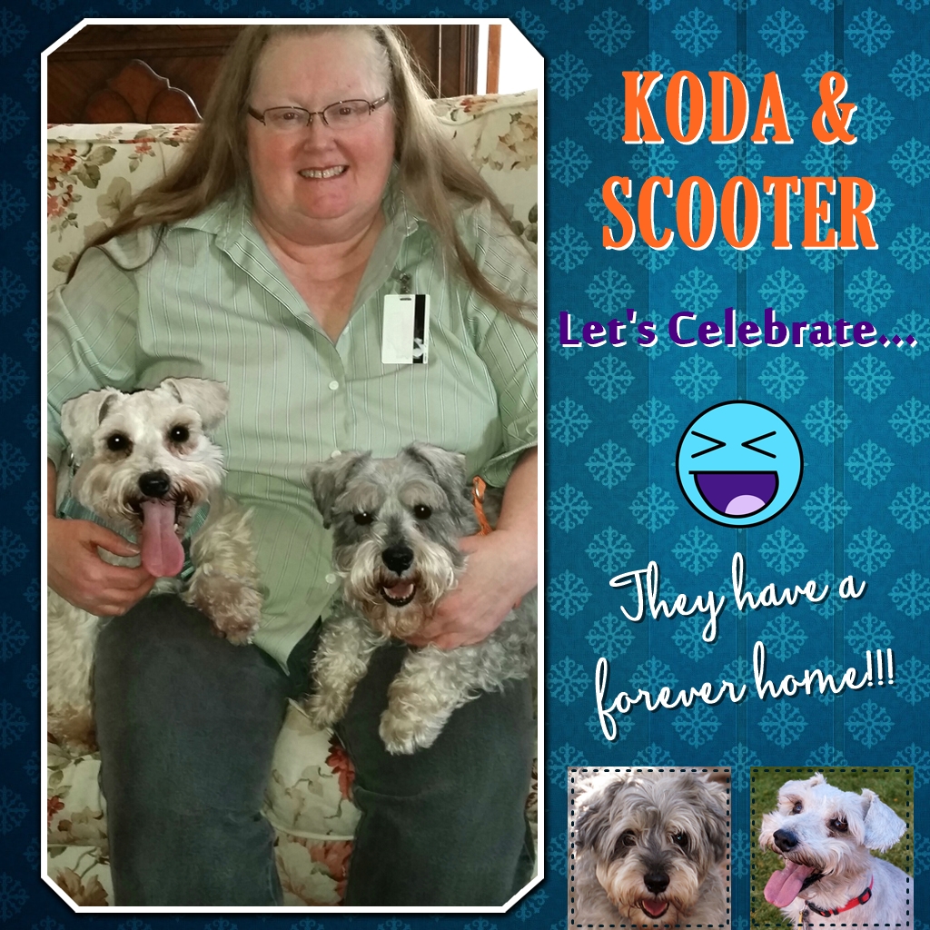 Koda and Scooter (Schnauzers) adopted