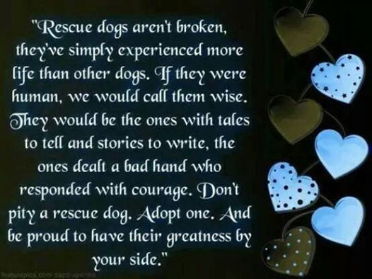 Adopt a Rescue Dog