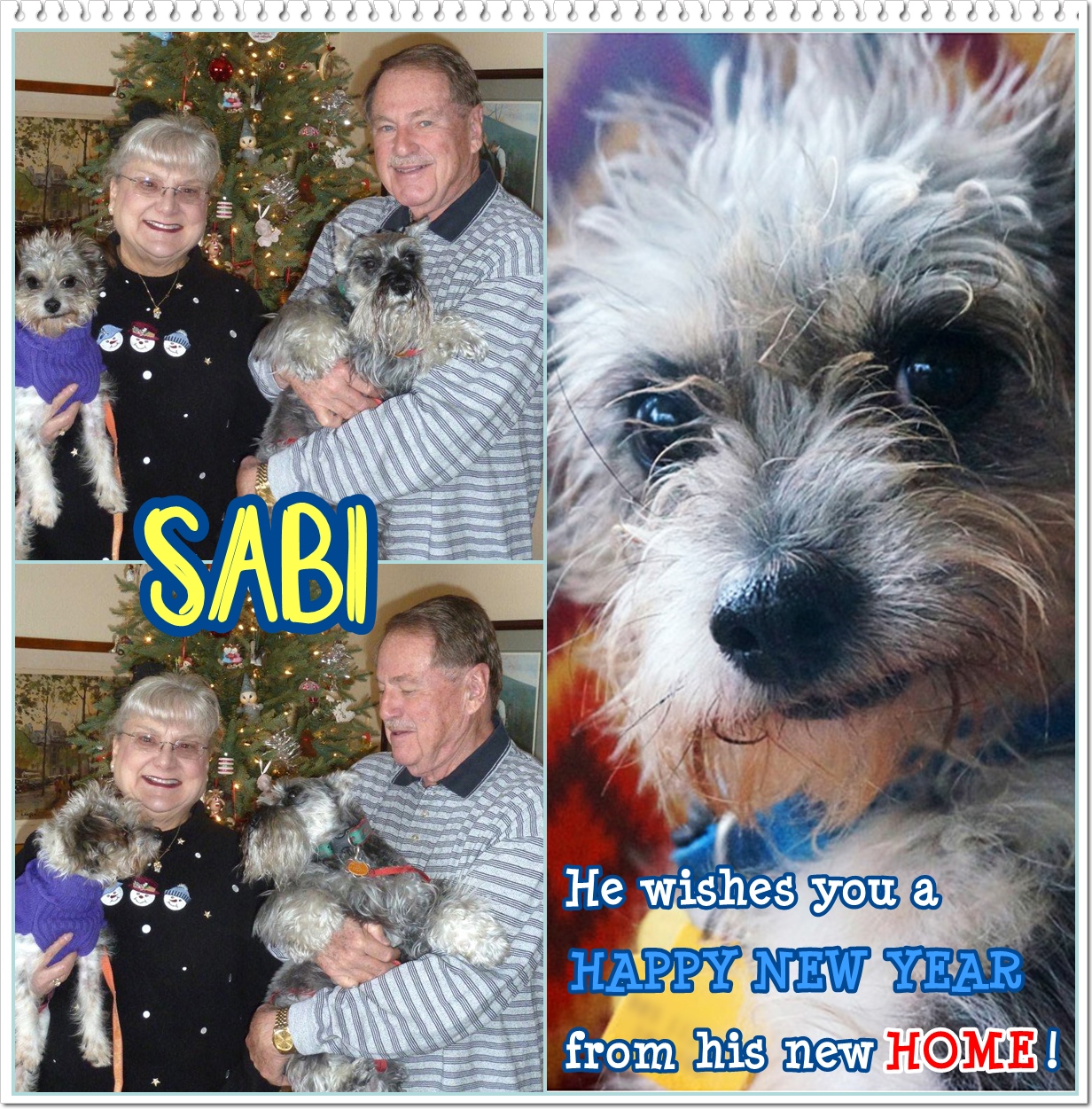 Sabi (Terrier) Adopted
