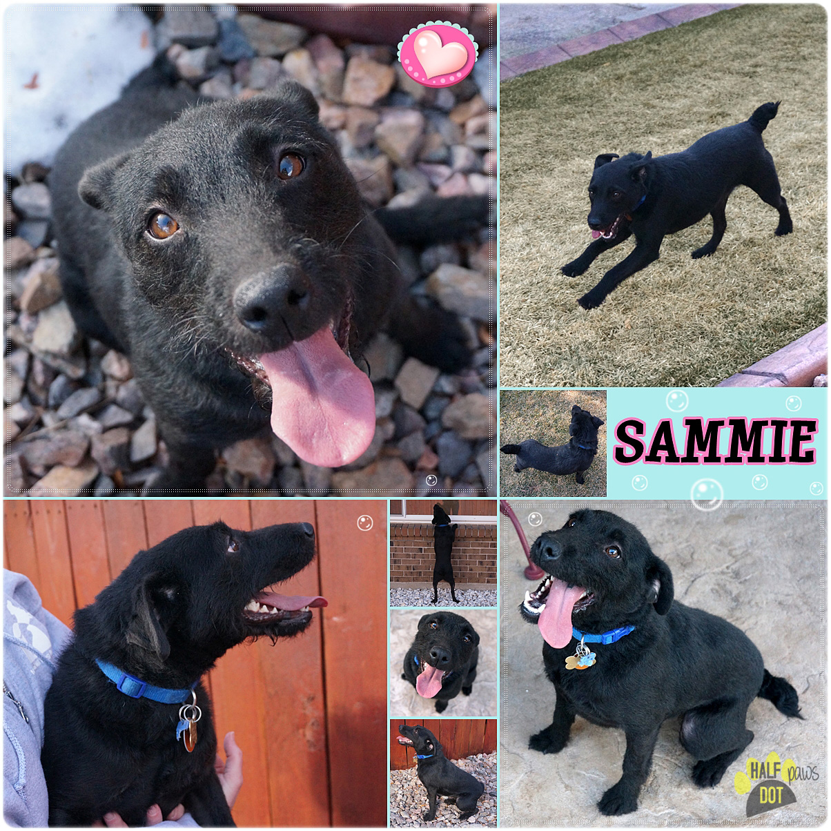 Sammie (Patterdale Terrier / Jack Russell) for adoption