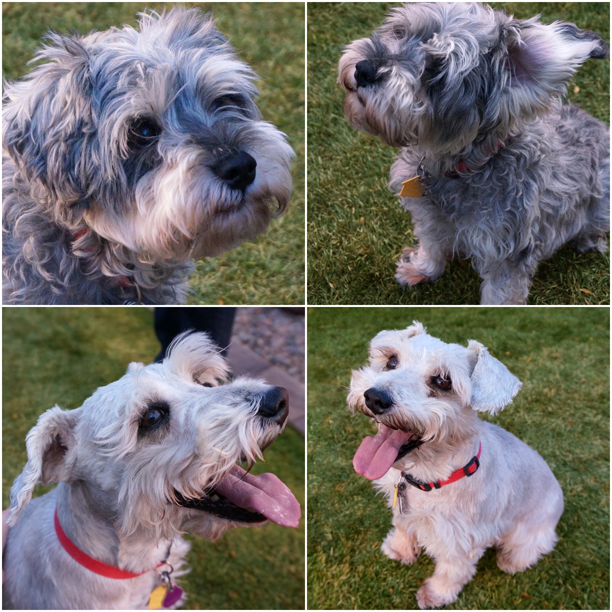 Koda and Scooter (Schnauzers for adoption)