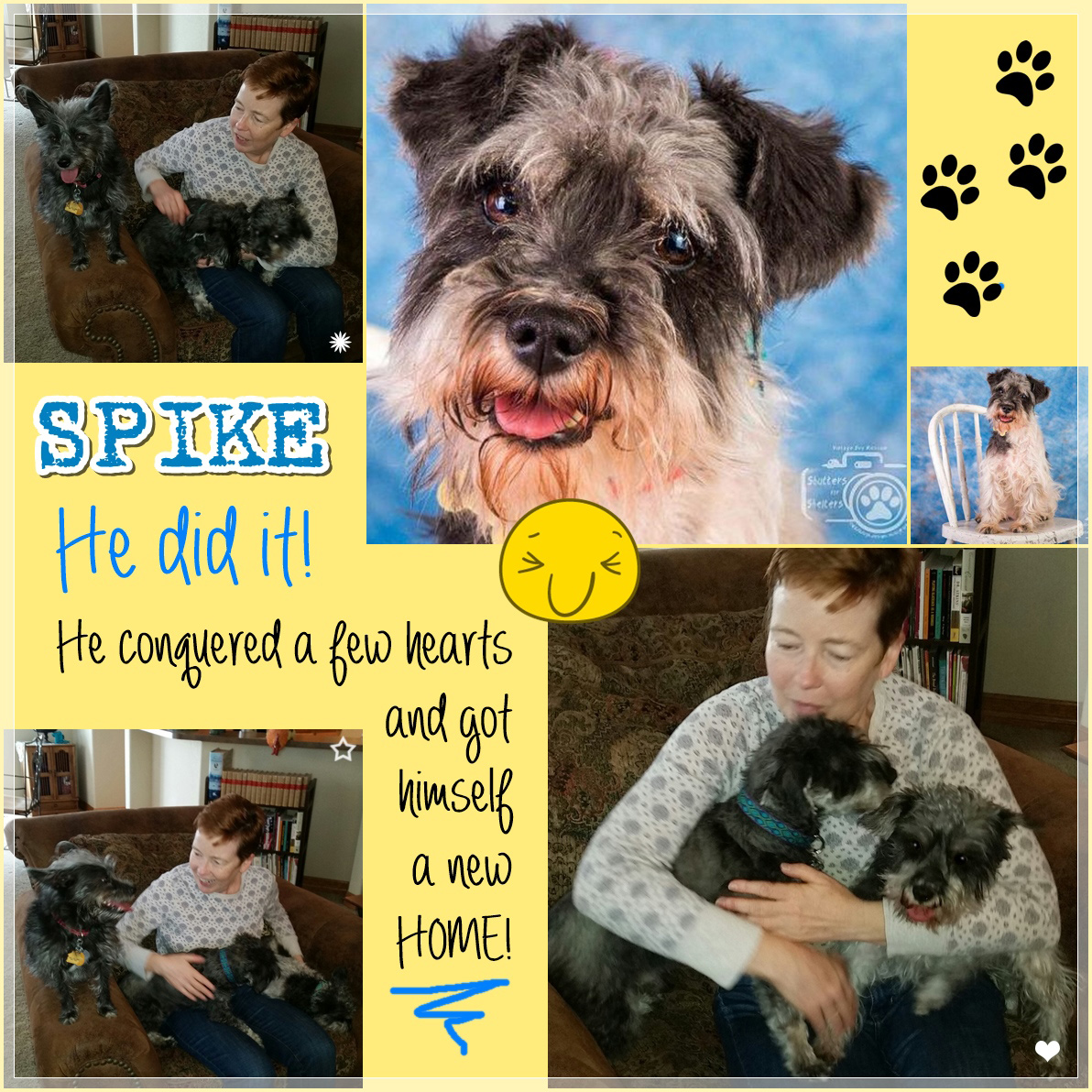 Spike (Schnauzer adopted!)