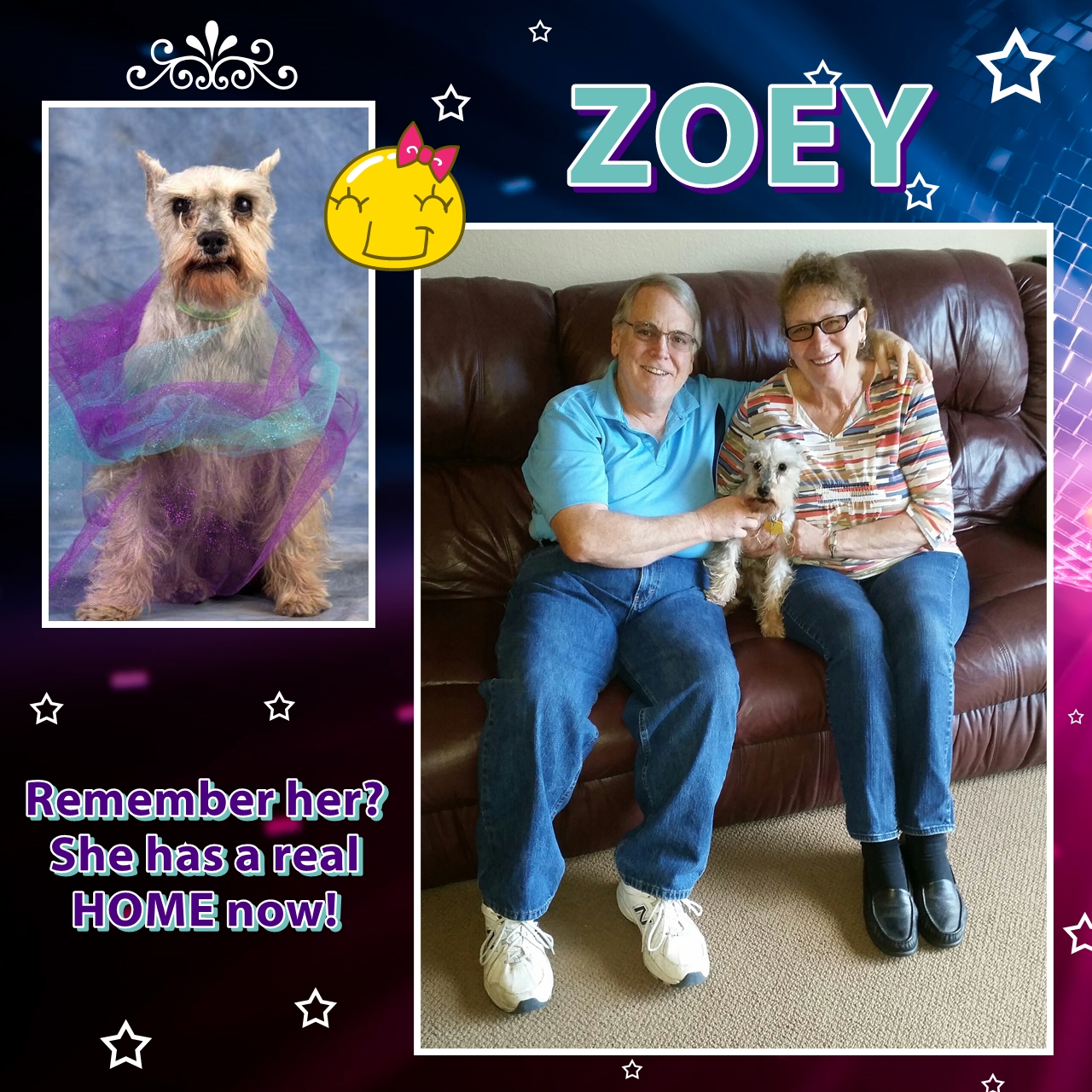 Zoey (Schnauzer) Adopted
