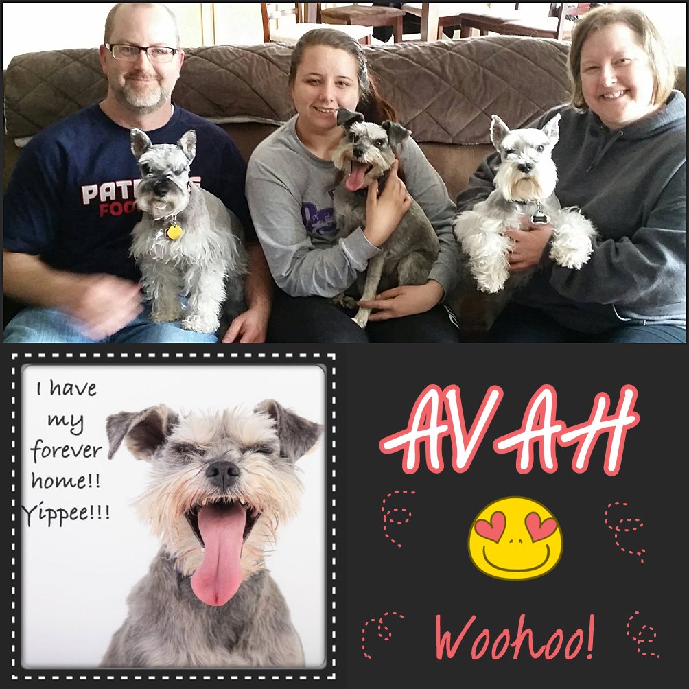 Avah (Schnauzer) Adopted!