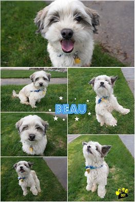 Beau (Lahsa Apso / Shih Tzu MIx) for adoption