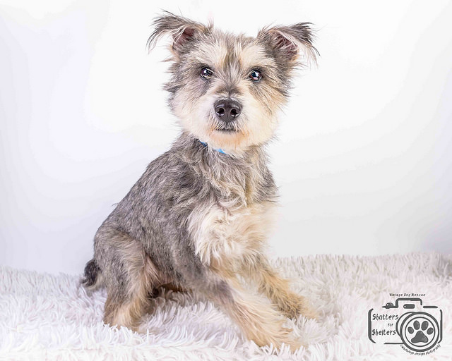 Adopt Dunkirk (Schnauzer)