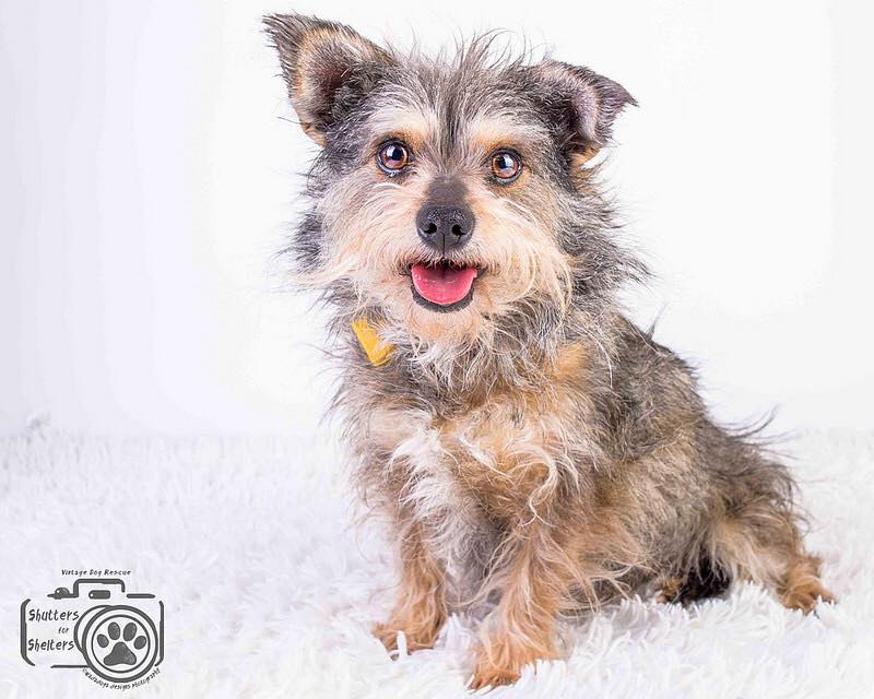 Fifi (Terrier Mix) for Adoption