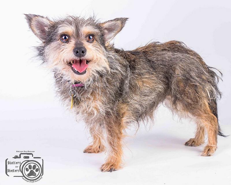 Fifi (Terrier Mix) for Adoption