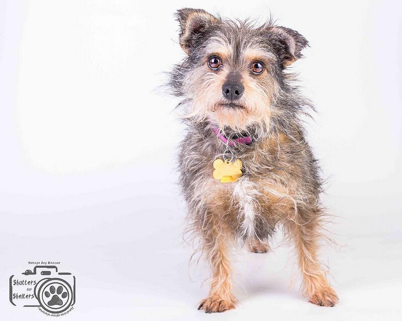 Fifi (Terrier Mix) for Adoption