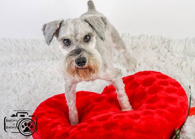 Adopt Scooby (Schnauzer)