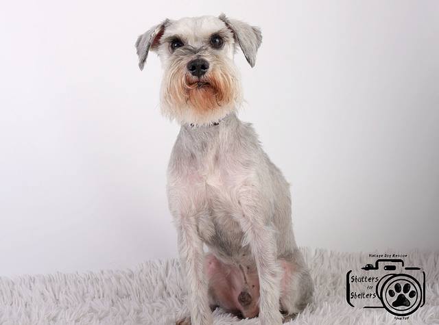 Adopt Scooby (Schnauzer)