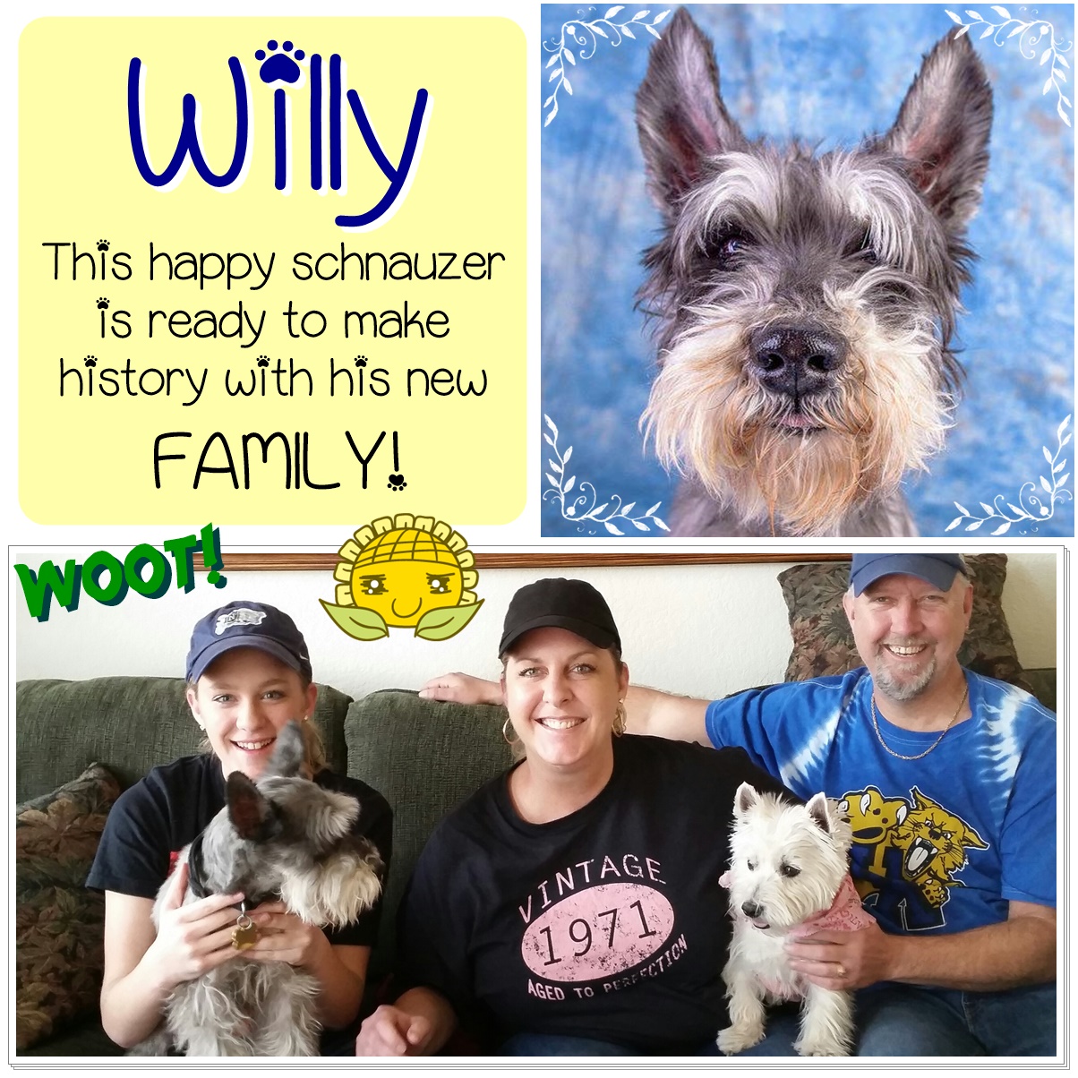 Willy (Schnauzer) adopted