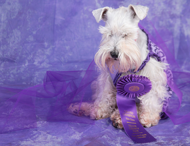 Adopt Mattie (White Schnauzer)