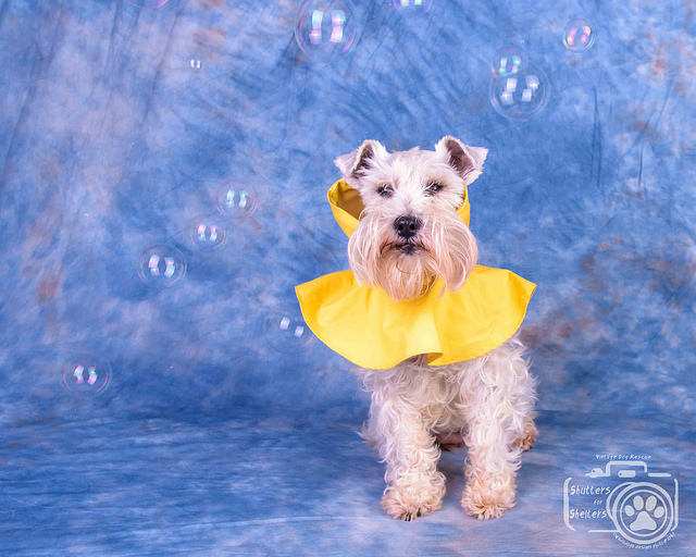 Adopt Mattie (White Schnauzer)