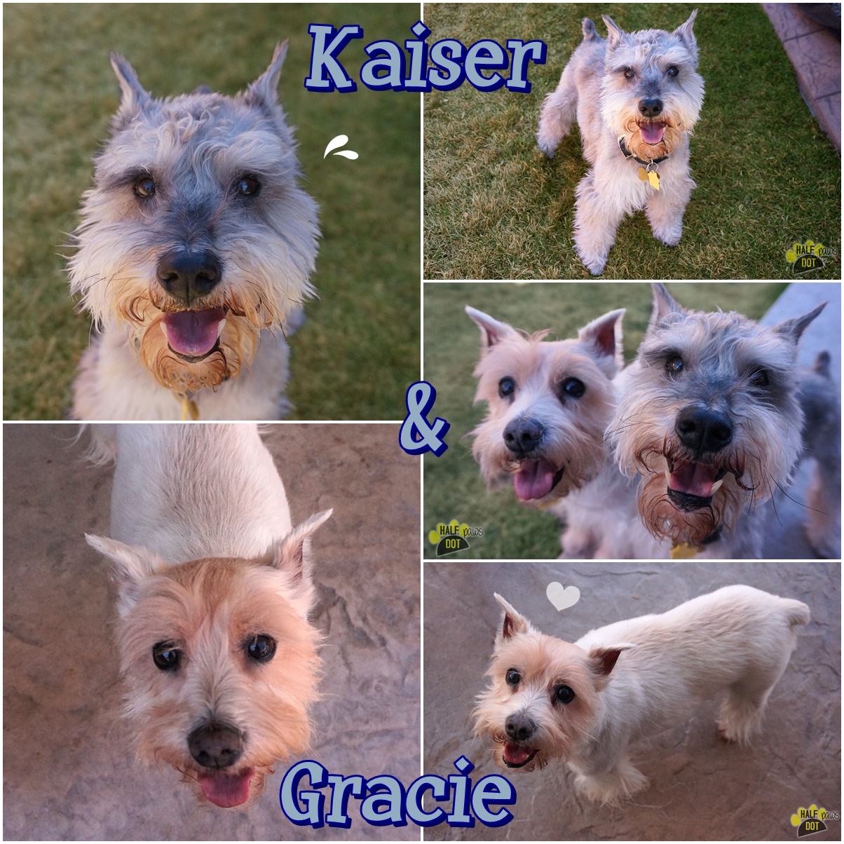Gracie & Kaiser (Mini Schnauzers for Adoption)