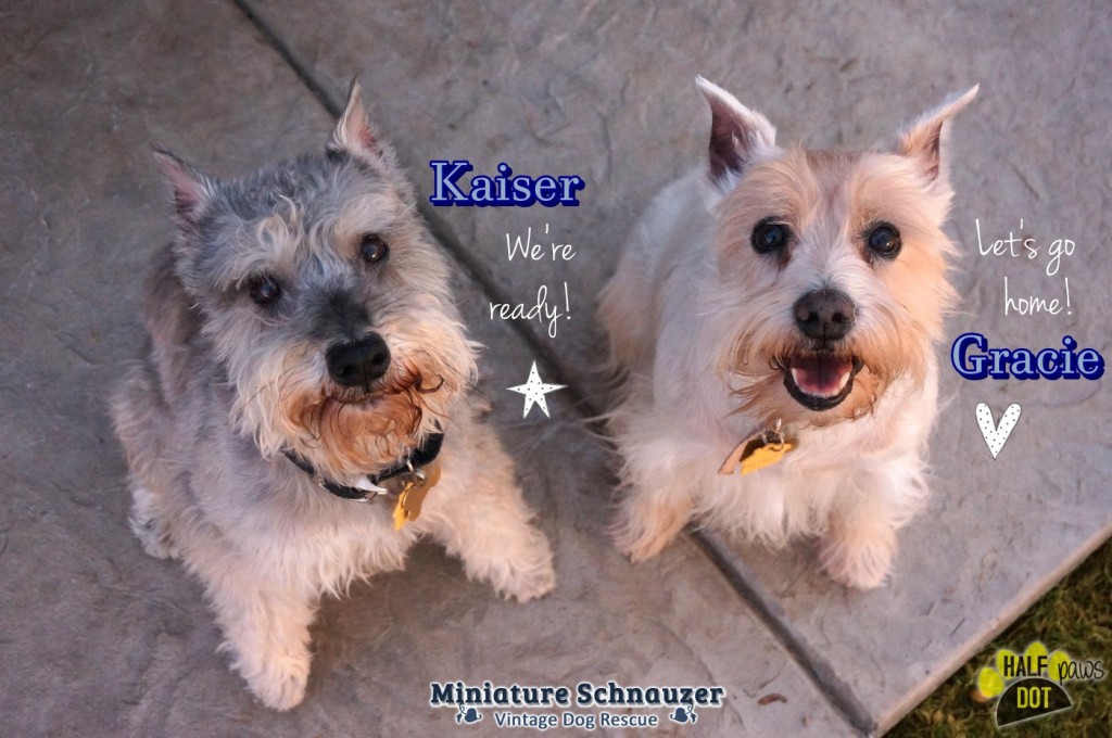 Gracie & Kaiser (Mini Schnauzers for Adoption)