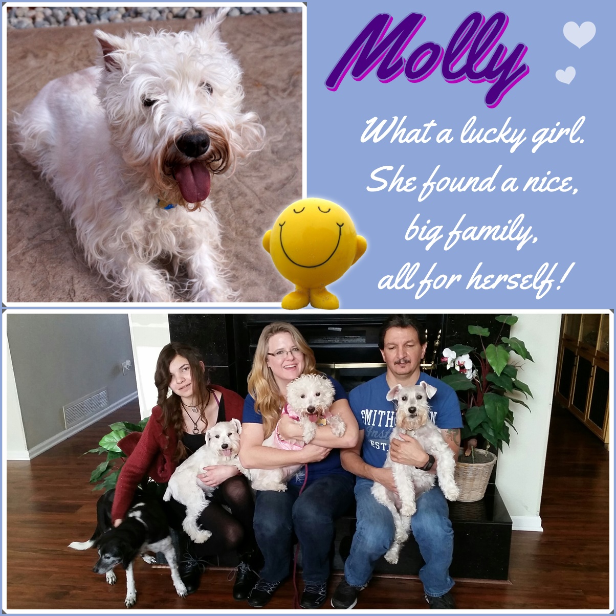 Molly (White Schnauzer) Adopted