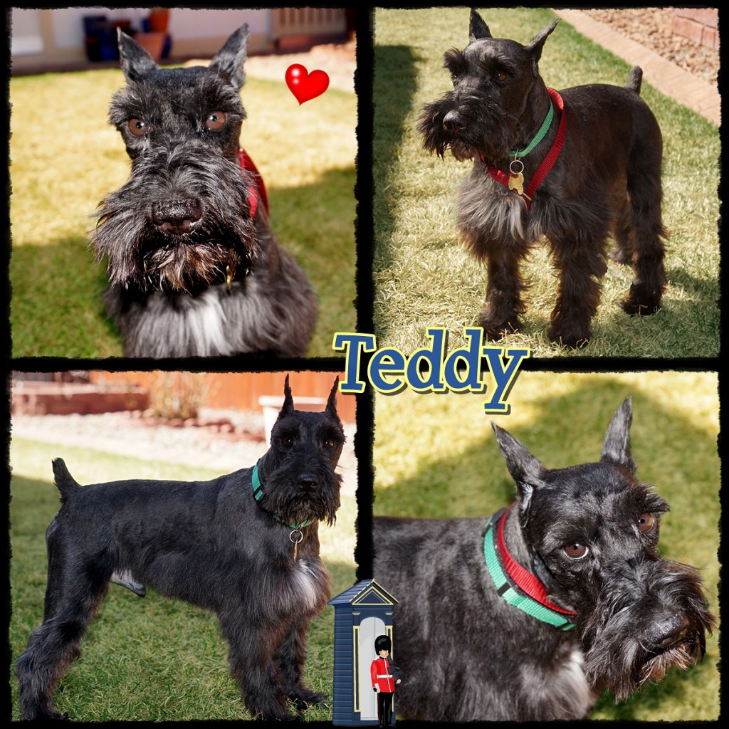 Teddy (Black Schnauzer for Adoption)