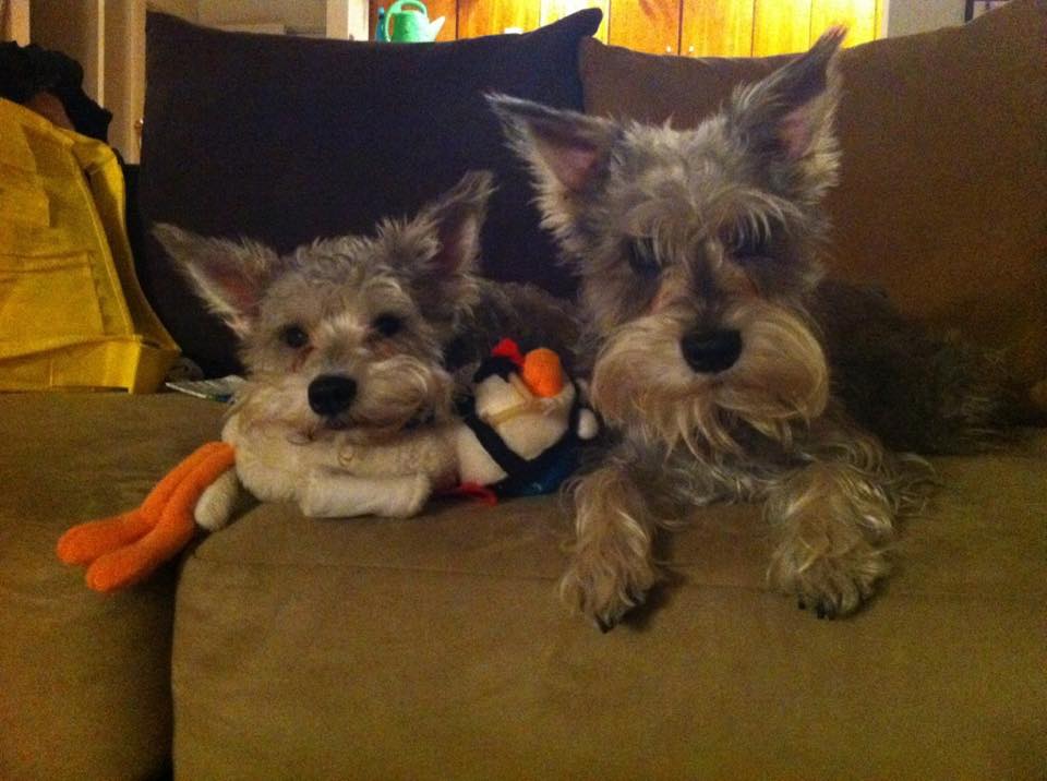 Bruiser & Lola (Mini Schnauzers for adoption)