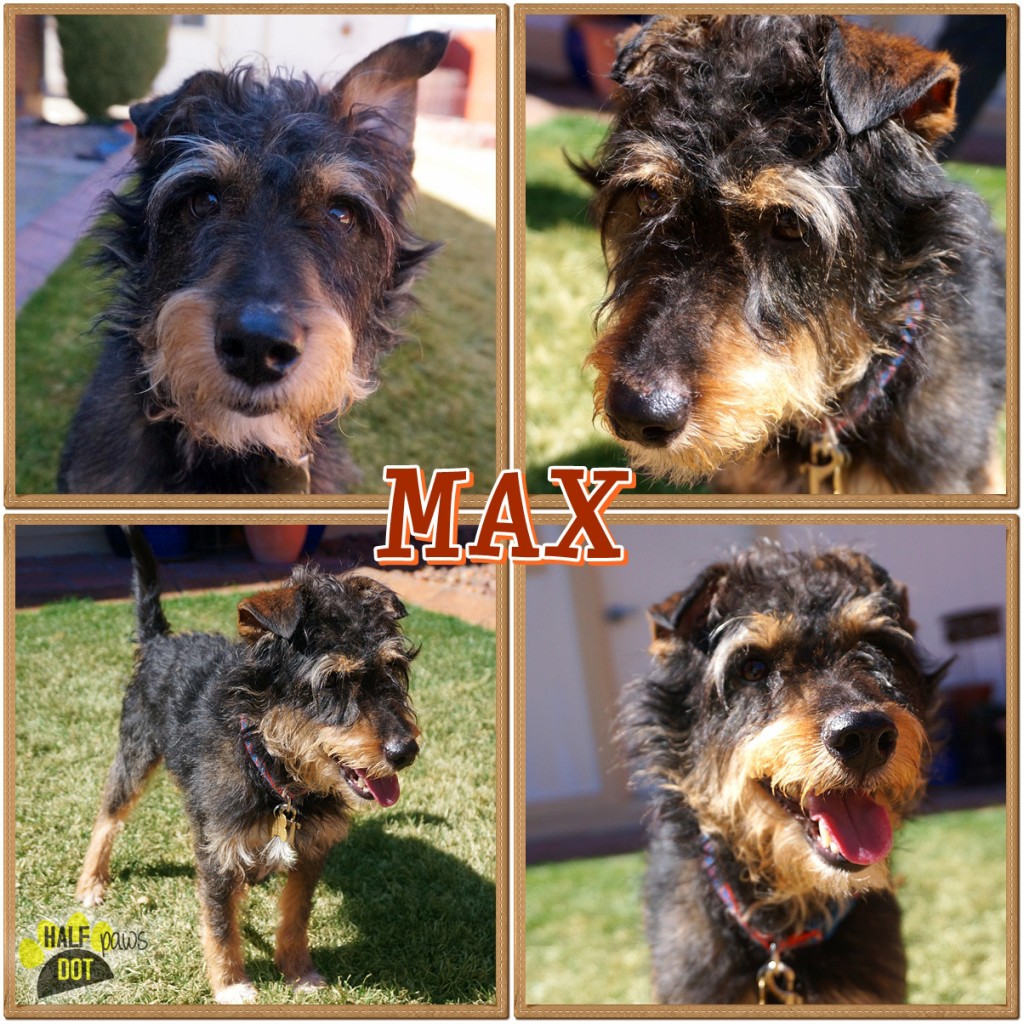 Max (Terrier for Adoption)