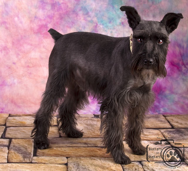 Spencer (Schnauzer for Adoption)