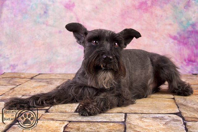 Spencer (Schnauzer for Adoption)