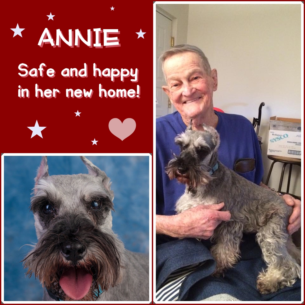 Annie (Mini Schnauzer) adopted