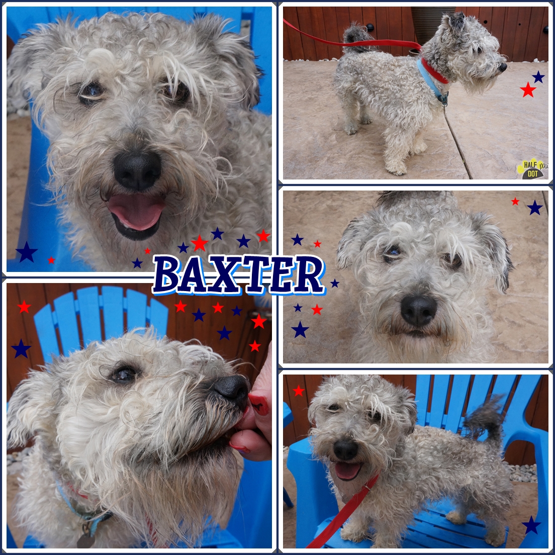 Baxter (Schnauzer Mix for adoption)