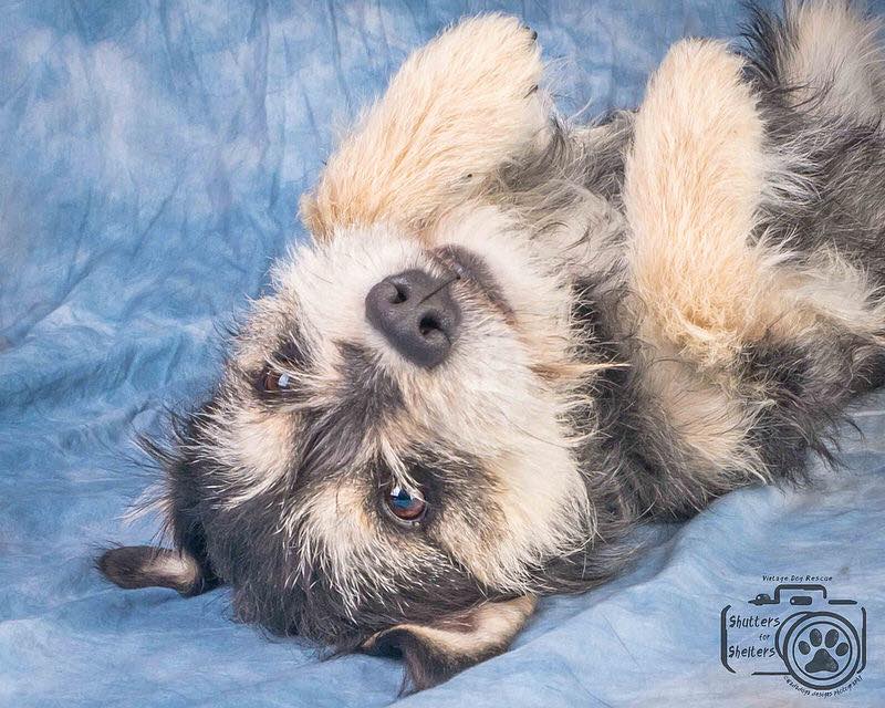 Chad (Schnauzer/Terrier Mix for Adoption)