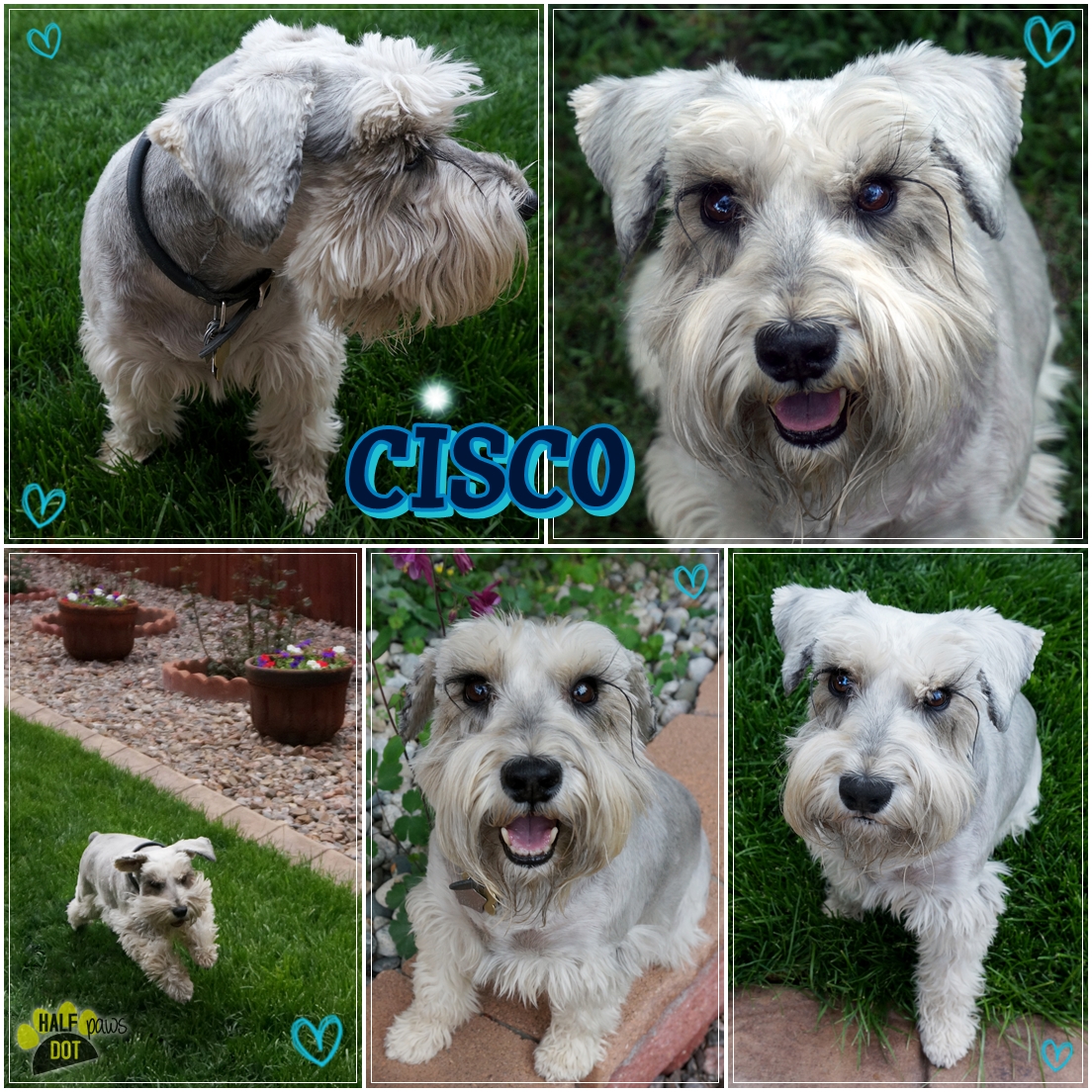 Cisco (Schnauzer for adoption)