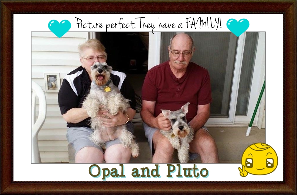 Opal & Pluto (Schnauzers Adopted)