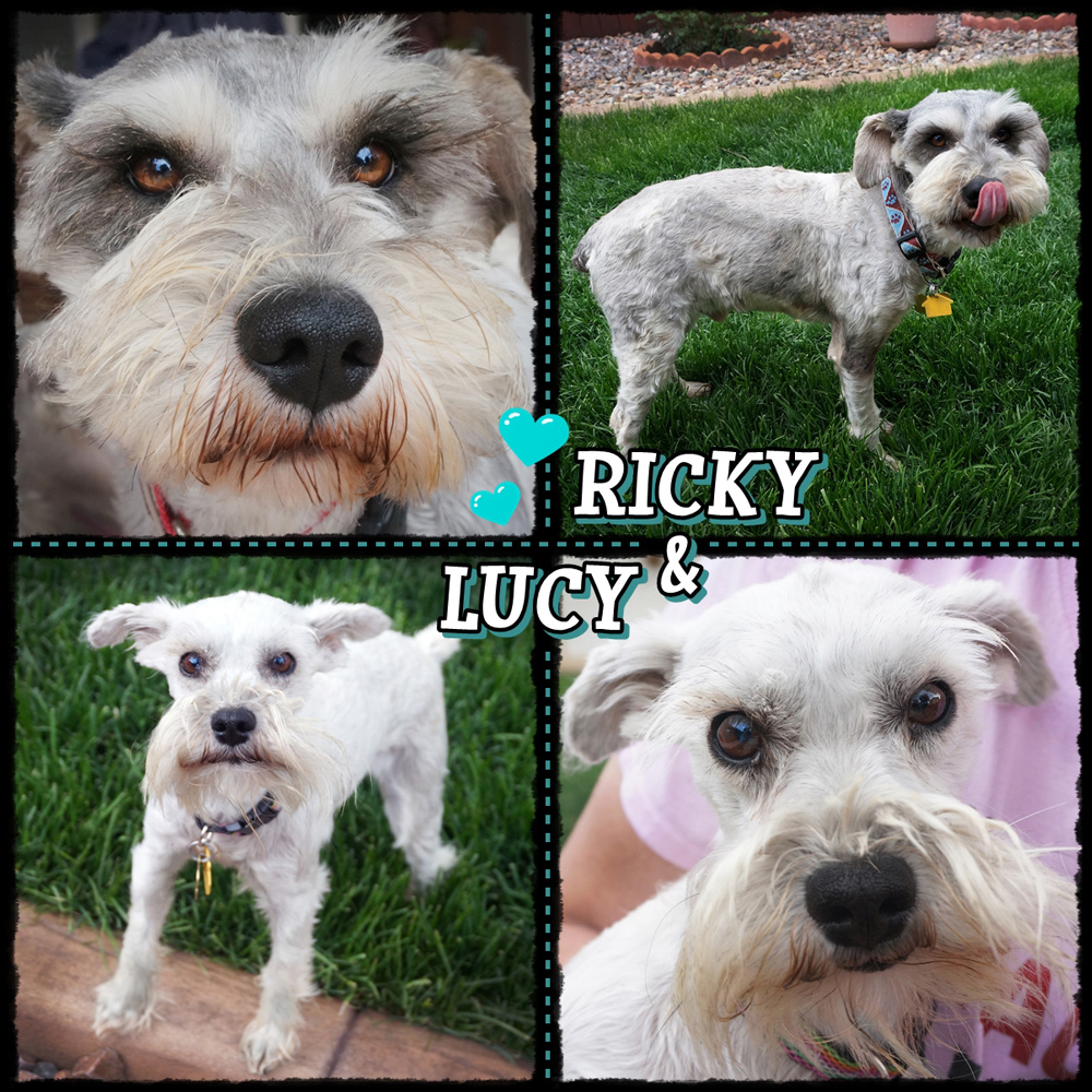 Lucy & Ricky (Schnauzers/Mix for Adoption)
