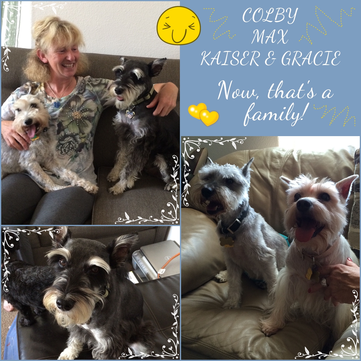 Colby, Kaiser, Gracie (Schnauzers adopted)