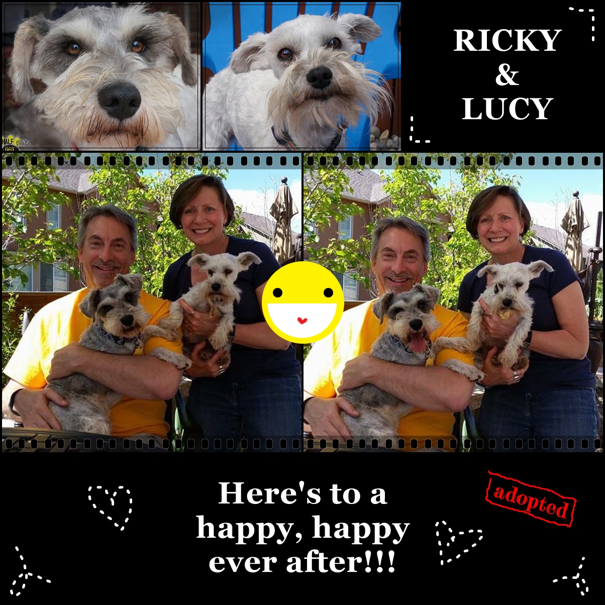 Ricky & Lucy (Schnauzers adopted)