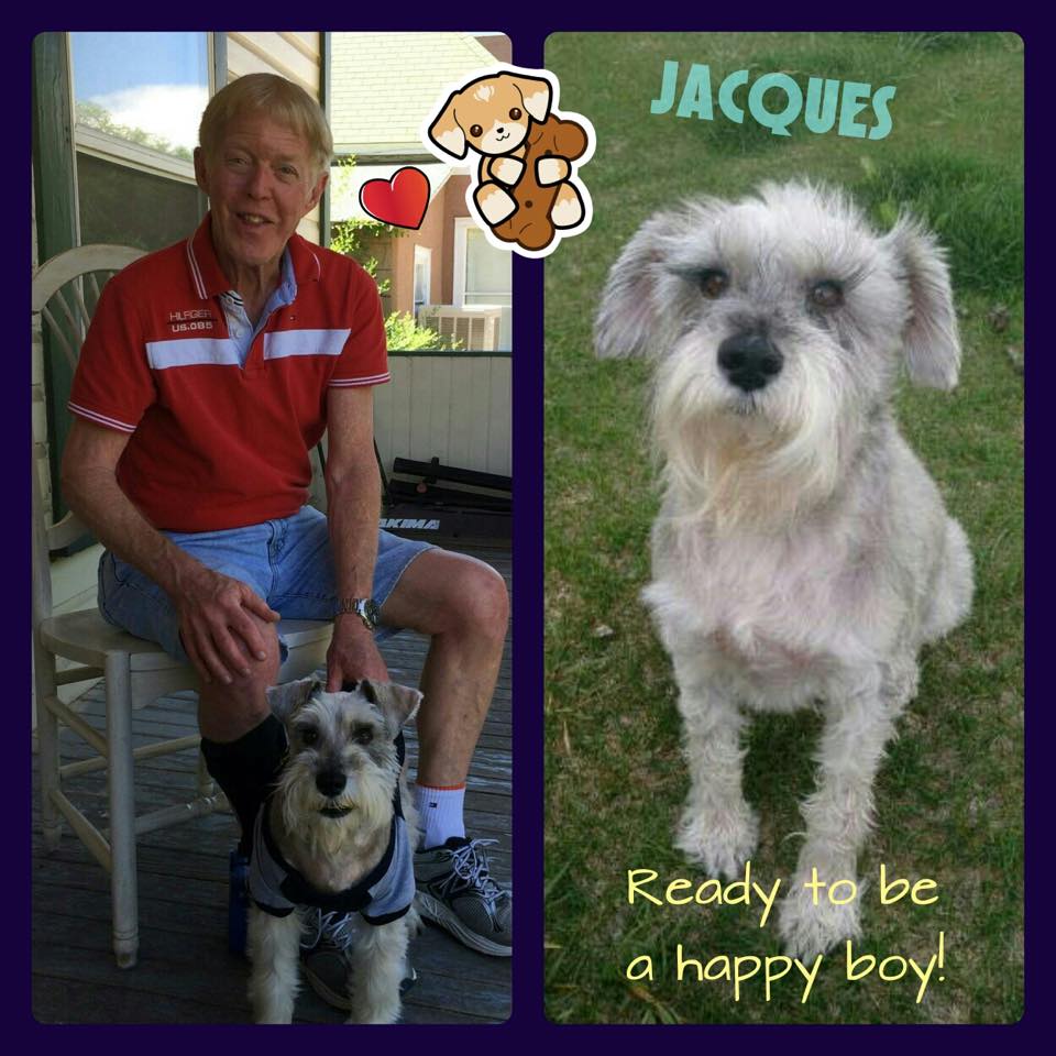 Jacques (Mini Schnauzer Adopted)