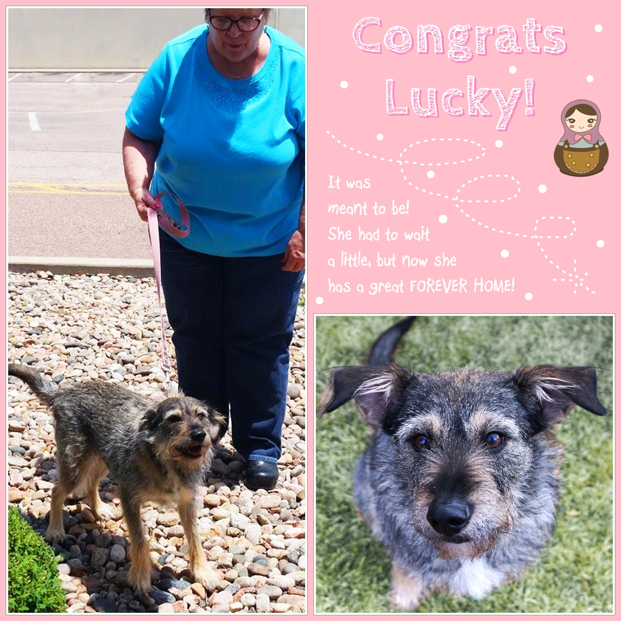 Lucky (Terrier Mix) Adopted