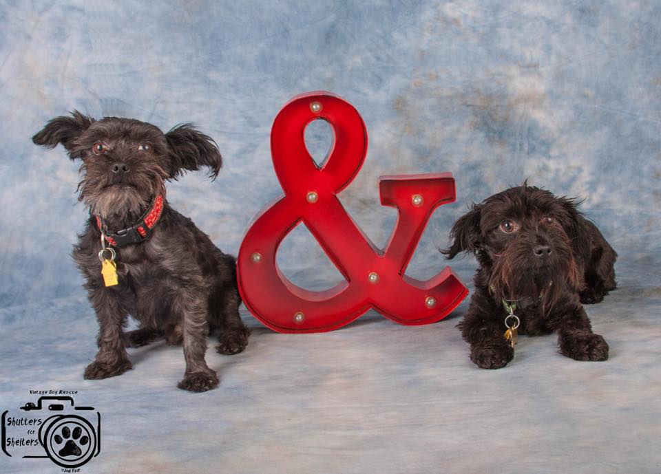 Marco & Polo (Small Terriers for adoption)