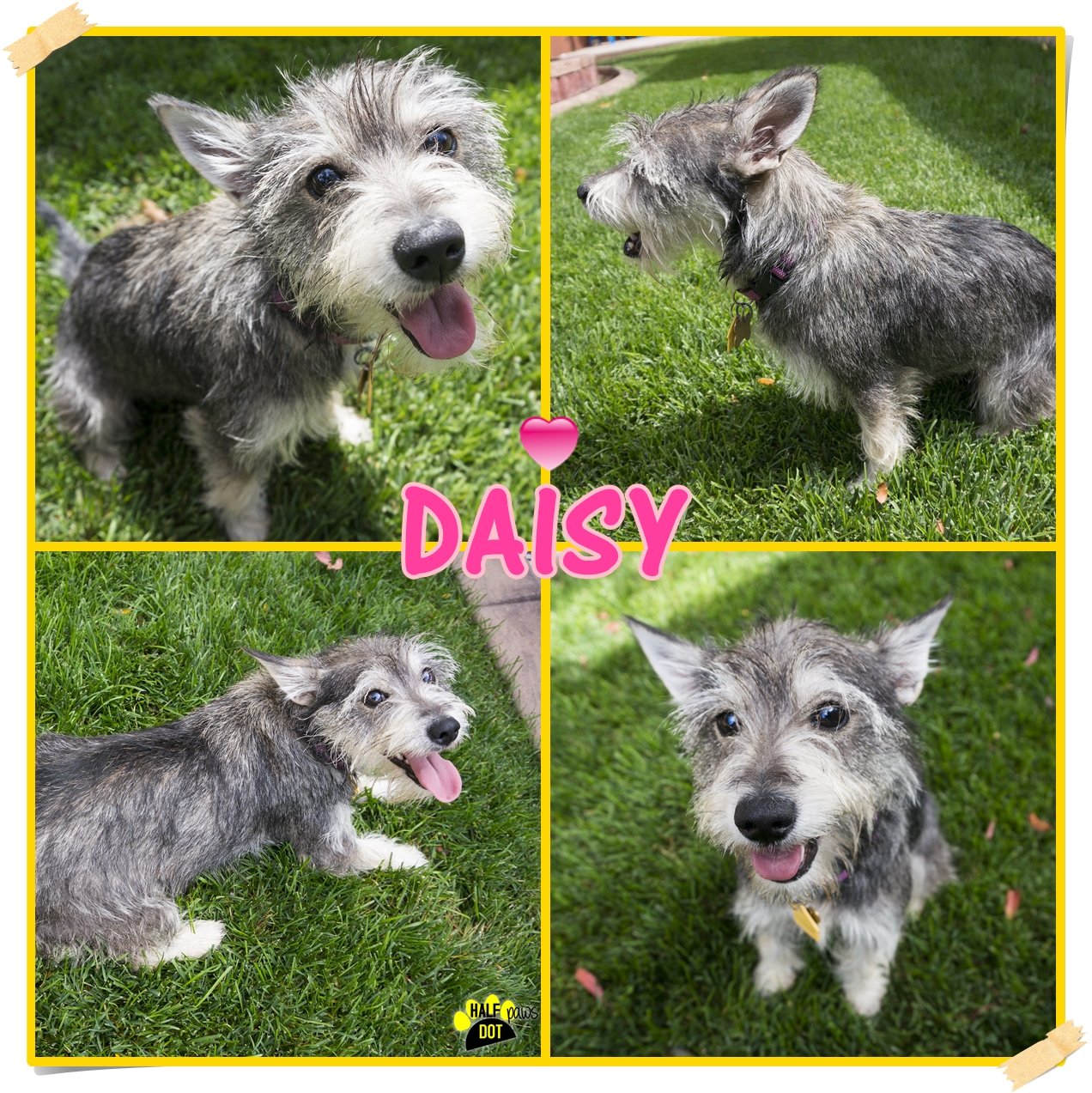 Daisy (Mini Schnauzer / Terrier for adoption)